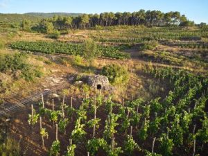 Wine by the winery Celler Credo.